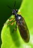 Dioctria longicornis